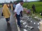 Mobil Muatan Ikan Alami Lakalantas, Kabag OPS Polres Aceh Timur Bantu Evakuasi