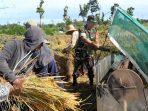 Dukung Ketahanan Pangan Babinsa Kosramil 0826-09 Pakong Pendampingan Petani Padi