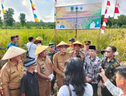 Perdana Panen Ketahanan Pangan di Desa Betung Barat, Bupati PALI: Manfaatkan Dana Desa Untuk Kembangkan Pertanian Sesuai Potensi Daerah