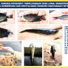 BRIN Tawarkan Model Agrosilvofishery untuk Budi Daya Ekosistem Gambut