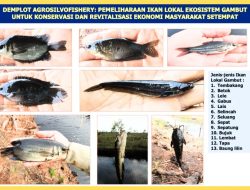BRIN Tawarkan Model Agrosilvofishery untuk Budi Daya Ekosistem Gambut