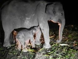 Anak Gajah Sumatra Lahir di Pusat Konservasi Gajah Sebanga Riau