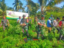 Wujudkan Ketahanan Pangan Nasional, Kodim 0625/Pangandaran Gelar Panen Raya Kacang Tanah