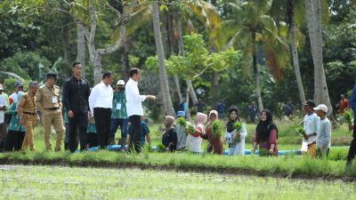 Petani Sebut Jokowi dan Mentan Berkah bagi Kemajuan Pertanian Indonesia