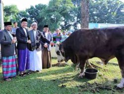 Idul Adha 1445 H, Pemkab Ogan Ilir Kurban 17 Ekor Sapi, Lebih Banyak dari Tahun Sebelumnya