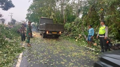 Lalu Lintas Sempat Tersendat, Personil Polres OKU Selatan dan Warga Gerak Cepat Evakuasi Pohon Tumbang